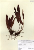 藏品(舌蕨)的圖片